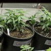 Marijuana: From Societal Scourge to Small Town Salvation? marijuana-e760f164e1cf3bc2efb5c699039ba155215c373a