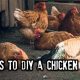 9 Ways To DIY A Chicken Feeder BIG-Chick-20043782eaa8b5487bf0655a27a8848de1bbb38c