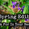10 Spring Edibles To Look For In Your Backyard BIG-Edibles-a34117f49e8cdbbbd708e608a07bd2044bad16e0