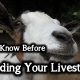 12 Must Know Before Expanding Your Livestock BIG-Goat1-002d38d0219ff9dbded2c6345fd3619a4804aabb