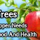 10 Trees A Prepper Needs For Food And Health BIG-Apple1-b9fa2bdee56658b28bcd5badcf3880a4ec6f8f2e