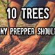 10 Trees That Any Prepper Should Grow BIG-Tree-a9d7ae8bc216dc3f837ad012ba44e51f9fc74d15