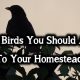 6 Wild Birds You Should Attract To Your Homestead Birds-Homestead-37f7333f28f7ac8c1fac4e0b2fb629d7de221d86