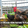 Lost Arts: Bringing a Chicken from Pasture to Plate Chicken-Pasture-to-Plate-8626822428fa013f7c466da5c4761e431adc0f38