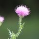 3 ‘Miracle Antiseptic’ Plants Hiding Right Outside Your Home greater-burdock-997225_640-82bdec6a59a6c94c824163e0fc0d10f10f9b2806