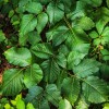 3 All-Natural, Easy-To-Find Cures For Poison Ivy (And Poison Oak) That Really Work poison-ivy-195123_640-6af66bdf8150d9161715193f00f472a374d24957