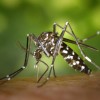 Time-Tested Essential Oils That Insects Simply Hate tiger-mosquito-49141_640-476ab2693c79f29fd8430448981e63edffae8831