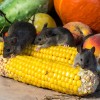 All-Natural, Poison-Free Ways To Rid Your Home Of Mice vegetables-928977_640-9edd5d6d059d16ea811bdd53cacbe31d12396e64