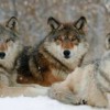The Return of the Wolf to Yellowstone wolf-pack-yellowstone-360x193-27fa995f13f4113a744b854322cf8199f1a5ae52