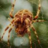 10 Natural Ways to Repel Spiders spider-360x193-d04d0f8da82b127cb51a008c42826ec65178df49