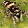 7 Home Remedies for Spider Bites spider1-360x193-cc01da623705540d7ba1c6770ae634c1c5c726a4