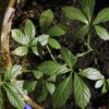 The Easy-To-Grow Ginseng Alternative You Can Harvest Within WEEKS gynostemma-1-wikipedia-b64ed34a4a3c81881961b24621cfcf279ae32590