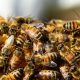 The Latest Bee Loss Data Is In, And It’s Gonna Make Farmers Cringe honey-bees-326334_640-1d0fc6dd913cd9fafd0e978a465b5d374aec2ae4