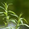 5 Easy-To-Grow ‘Medicine Chest’ Herbs You Can Plant Right Now tarragon-115368_1280-f54574a93dc53b4c8602d269cfa91b04104d1e46