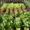 5 Tips for Having a Successful Garden Organic-Gardening-4acbf833e0a46706c1a1b679d59f6dd50d6101ac