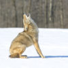 Coyotes & Bobcats: Small(er) Predator Encounter Tips coyote-predator-31240085887387ad3a4a2f50cc9169afb9626ac2