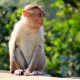 A Monkey Just Single-Handedly Shut Down Power For An ENTIRE COUNTRY (Yes, Seriously) monkey-1028659_640-18a12f6bb83799d4dbfac246f10a483e16aca4cb