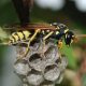 4 Ways to Deter Wasps Naturally 01-wasps-c3b07cb73a0d581cf996579d4b1728952475833b