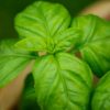 5 Herbs That Mosquitoes Absolutely, Positively Despise leaves-739286_640-0335fefa3f1bc7da8a8e53cc566588fa197a08e7