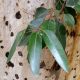 The Essential Oil That Treats Chicken Pox, Colds, And Foot Problems, Too Eucalyptus-wikipedia-0ce7aba7e2cefea965891bc2579832ab0d832e20