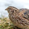 How to Raise Quail for Eggs and Meat adult-quail-e180306defae8e3e55bffaf36480a241abf9a205