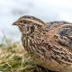How to Raise Quail for Eggs and Meat adult-quail-e180306defae8e3e55bffaf36480a241abf9a205