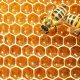 How to Raise Honey Bees honey-bees-d2f40291f548488e37b66a653d10fd71ba22eece