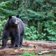 The 7 Most Dangerous Animals In North America shutterstock_138149894-d7024d0814c89f1f71c4fb078ca78e2f34a79f8c