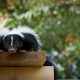 How To Deter Skunks In 3 Surprisingly Simple Steps skunk--ce4122896560e8b1af09ab02ab48ee401f6935e6