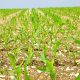 Your Suspicions About GMO Crops Were Just Confirmed By A NYT Report cornfield-1365877_640-23db7480c51686b71467a01f30cea2fdb9d897c8