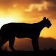 10 Remarkable Facts About Mountain Lions 10-Remarkable-Facts-About-926041f46deb0111cdcdd2e1600c785ba9bf66b8