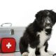Dog First Aid Kit For Your Canine Companion | The Prepared Pet Owner dog-with-first-aid-kit-75-1ec8234bbcbf0da907f59840a09d6556937baf9f