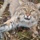 Sneaky Hunting Traps For The Stealthy Hunter hunting-traps-ft-image-7f7fd57ce307f450522deec1c83e5b95278b3819