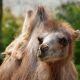 Now Big Government Is Coming Down On … Raw Camel’s Milk camel-824895_640-30a6cda8915770d9afc2fde62a6aa98d1acb2684
