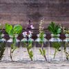 Beginner’s Guide To Having an Outdoor Herb Garden | Survival Gardening herbs-feat-750x420-873229a9f4e7276e8494a60f4d8b69a6798960d4