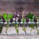 Beginner’s Guide To Having an Outdoor Herb Garden | Survival Gardening herbs-feat-750x420-873229a9f4e7276e8494a60f4d8b69a6798960d4