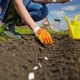 20 Survival Gardening Plants For Spring survival-gardening-featur-68006fa1c0401a76df11d8974aae9ccf57fcfbfa
