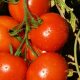 8 Baking Soda Uses For Your Survival Garden To Try tomato-FEAT-750x420-2de47cc3dc1e8aa3698feccf374540bd6b86a63c