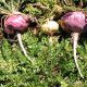 The Peruvian ‘Miracle’ Vegetable You Can Grow In Your Own Backyard maca-root-5b85ee43171dae2f31cfbd6a032913a47ee6ff61