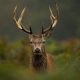 How To Skin A Deer Correctly skinning-a-deer-feat-750x-b4270149a405aff0c0d0d4c9366ad17c4af1fbe0