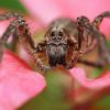 The 11 Most Common (And Deadly) Spiders In The US spider-featured-image-750-c86948604c4db7bd9615f783485457cfeb0297eb