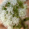 The 5 Best Herbs To Stop Spring Allergies white-butterbur-301776_64-0cd126386167c380bcdbc7eb56b0f2fa96d5852b