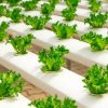 Survival Gardening – How To Grow Lettuce Indoors grow-lettuce-indoors-feat-f0277ec54fbcb5162c662be433794939d41a8728