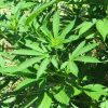 Pot Smokers Beware: Killer Pesticides, Poison s3-us-west-2.amazonaws.co-eb47dfc9b8b267c886085e9356325a35c2833e9b