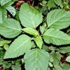 The Health Benefits of Collinsonia Root s3-us-west-2.amazonaws.co-5a98c766942fa23915b02a4f617fcb31a5018869
