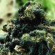Art of Concealment | How To Make A Camouflage Suit airsoft-player-with-Ghill-f99177a9715d79159890774f3abd84a5000a4cf3
