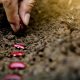 Disaster Proof Survival Seeds And How To Store Them survival-seeds-featured-i-c6822c9db1bf67f7a80d49af3009b352e8d39680