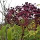 Elderberry Concoctions That Will Keep You Healthy All Winter Elderberries-pic-Steve-Nu-8d64e759f3867dbc4cadeb162e2a7a5e1332e548