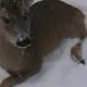 Good Samaritan Tries To Rescue Injured Deer On A Frozen River…Then He Saw The Animals Injuries i-wish-this-story-had-a-h-85c036289c99f4b89e99ebf2690289684024d3d8