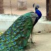 You Are Not Entitled to Bring an Emotional Support Peacock on Your Flight media.reason.comPeacock-7-893e3f69ecba22ce61abd508d372a6b9f0e71389